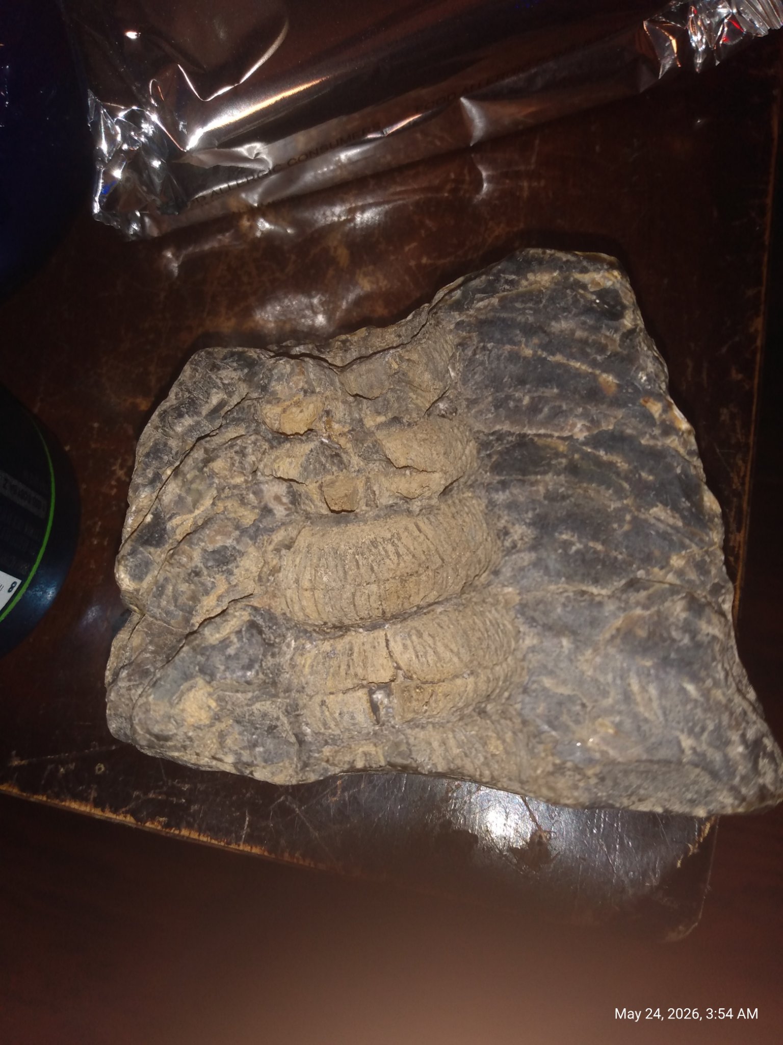 Fossil-bearing rock with probable trilobite fossils